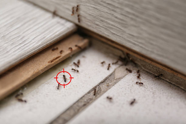 Best Pest Removal Services  in Salinas, CA