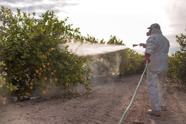 Insect Control in Salinas, CA