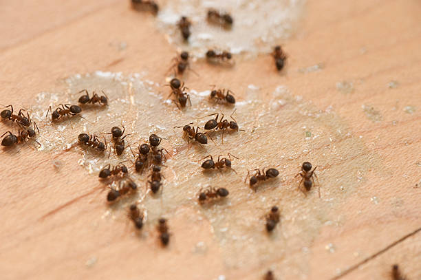 Best Best Pest Control Companies  in Salinas, CA