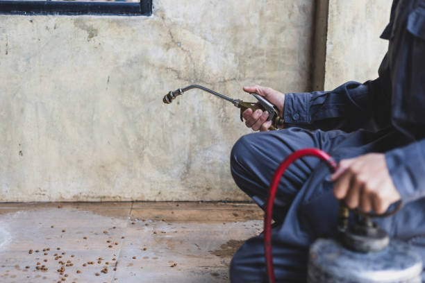 Best Termite Control Services  in Salinas, CA